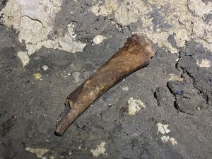 Vestígio osteológico.