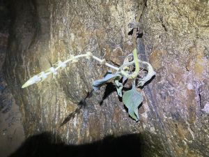 Herbácea a crescer na escuridão quase absoluta.