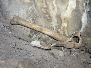 Vestígios osteológicos.