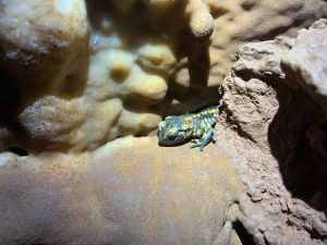 Salamandra salamandra.